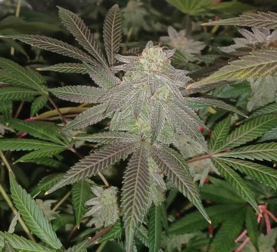 Send In The Clones. Week 14 - Day 94 - GB1