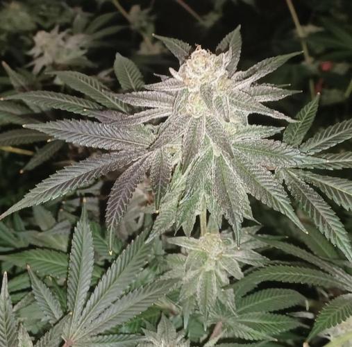 Send In The Clones. Week 14 - Day 94 - Glitter Bomb 2