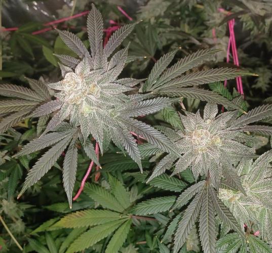 Send In The Clones. Week 14 - Day 94 - GB2