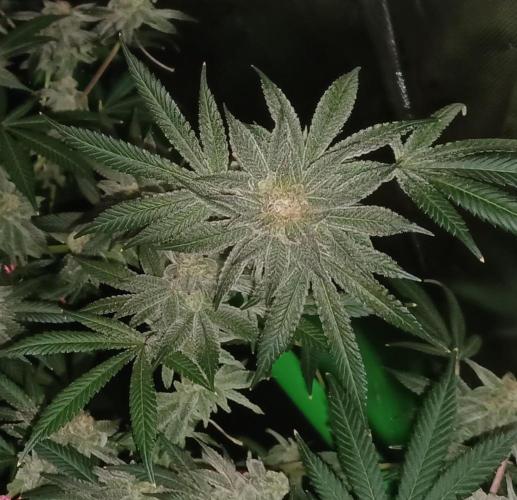 Send In The Clones. Week 14 - Day 94 - GB2