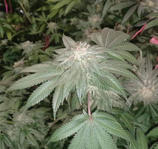 Send In The Clones. Week 14 - Day 94 - Grape Pie