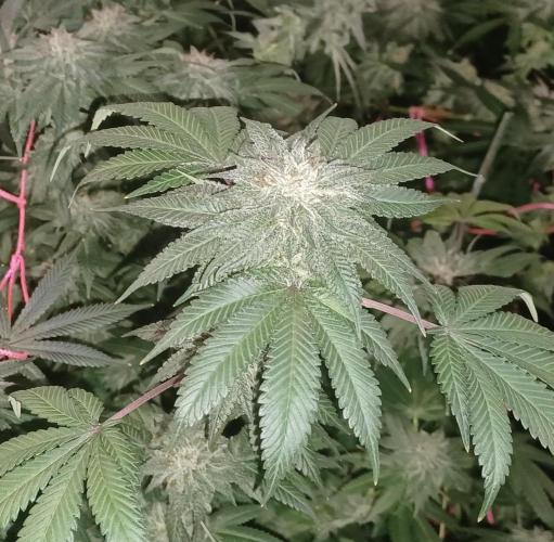 Send In The Clones. Week 14 - Day 94 - GP