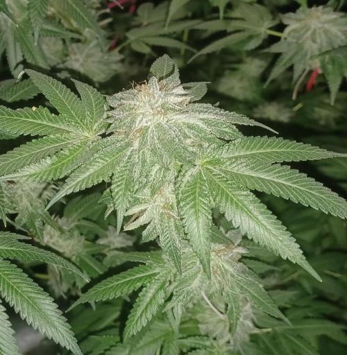 Send In The Clones. Week 14 - Day 94 - GP