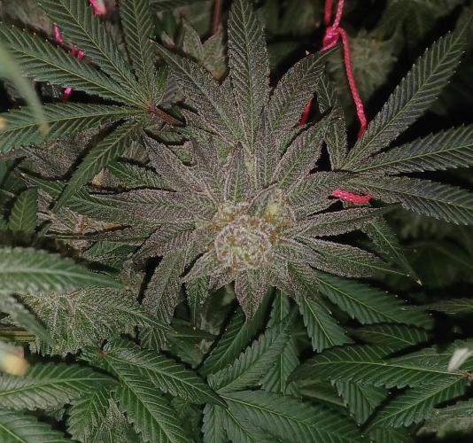 Send In The Clones. Week 14 - Day 94 - GP