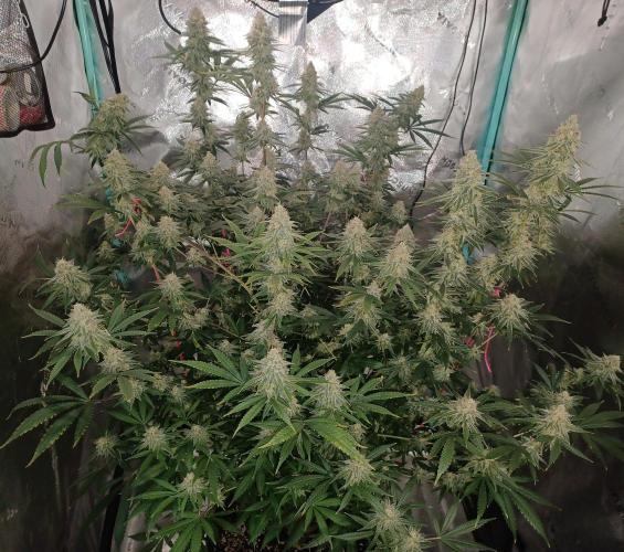 Spliff Cheese Please!. Week 16 - Day 107