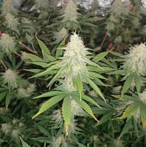 Spliff Cheese Please!. Week 16 - Day 107