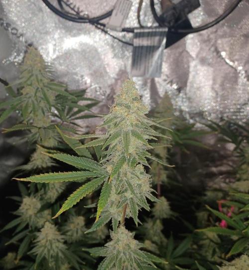 Spliff Cheese Please!. Week 16 - Day 107