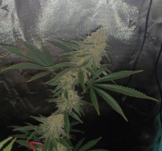 Spliff Cheese Please!. Week 16 - Day 107