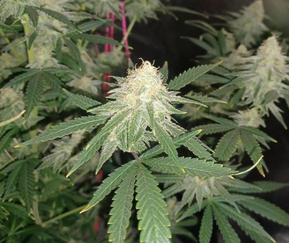 Spliff Cheese Please!. Week 16 - Day 107