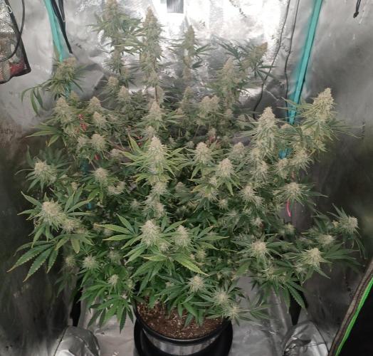 Spliff Cheese Please!. Week 17 - Day 113