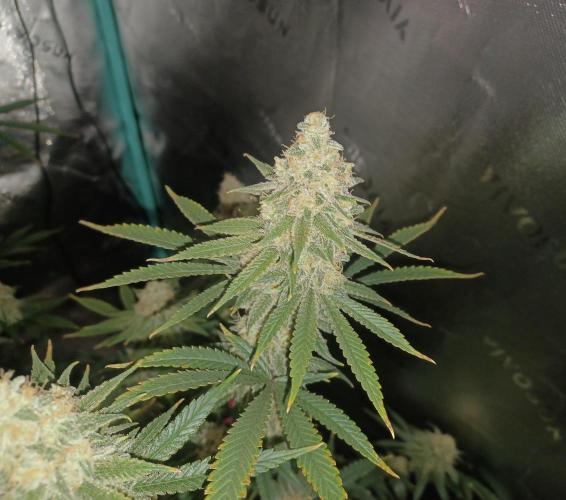 Spliff Cheese Please!. Week 17 - Day 113