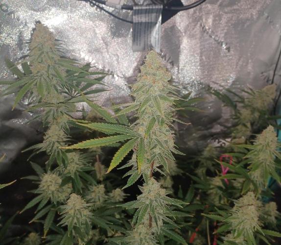 Spliff Cheese Please!. Week 17 - Day 113