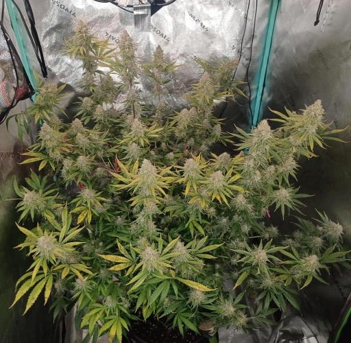 Spliff Cheese Please!. Week 18 - Day 122