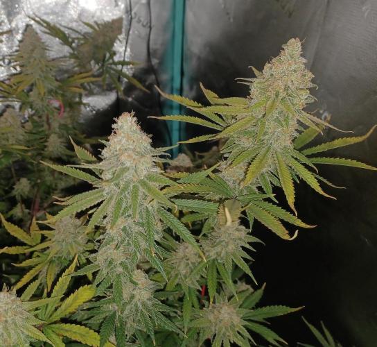 Spliff Cheese Please!. Week 18 - Day 122