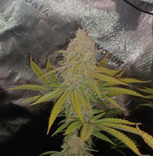 Spliff Cheese Please!. Week 18 - Day 122