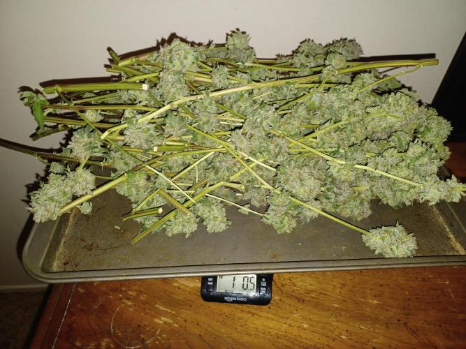 Send In The Clones. Week 15 - 16.5 ounces wet weight