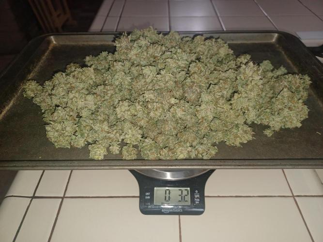 Send In The Clones. Week 15 - 3.2 Ounces dry weight
