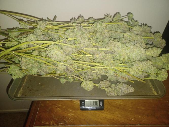 Send In The Clones. Week 15 - Glitter Bomb 1 Wet Weight