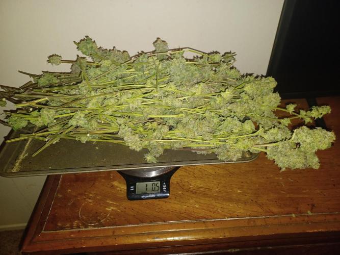 Send In The Clones. Week 15 - Glitter Bomb 2 Wet Weight