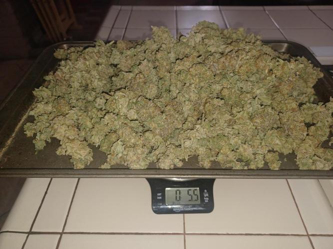 Send In The Clones. Week 15 - Glitter Bomb 1 is 5.5 ounces dry weight