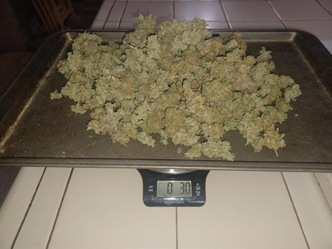 Send In The Clones. Week 15 - Glitter Bomb 2 is 3.0 ounce dry weight