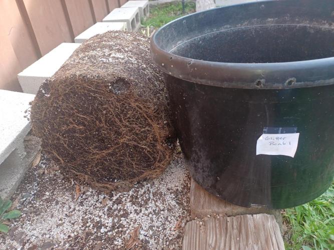 Send In The Clones. Week 15 - GB1 roots