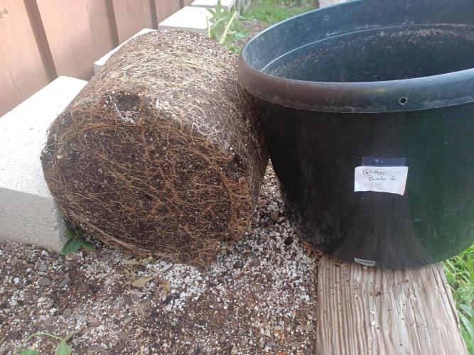 Send In The Clones. Week 15 - GB2 roots