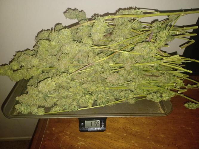 Spliff Cheese Please!. Week 19 - 31.5 ounces wet weight