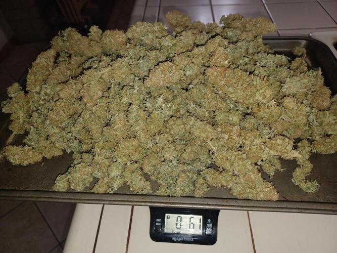 Spliff Cheese Please!. Week 19 - 6.1 ounces dry weight