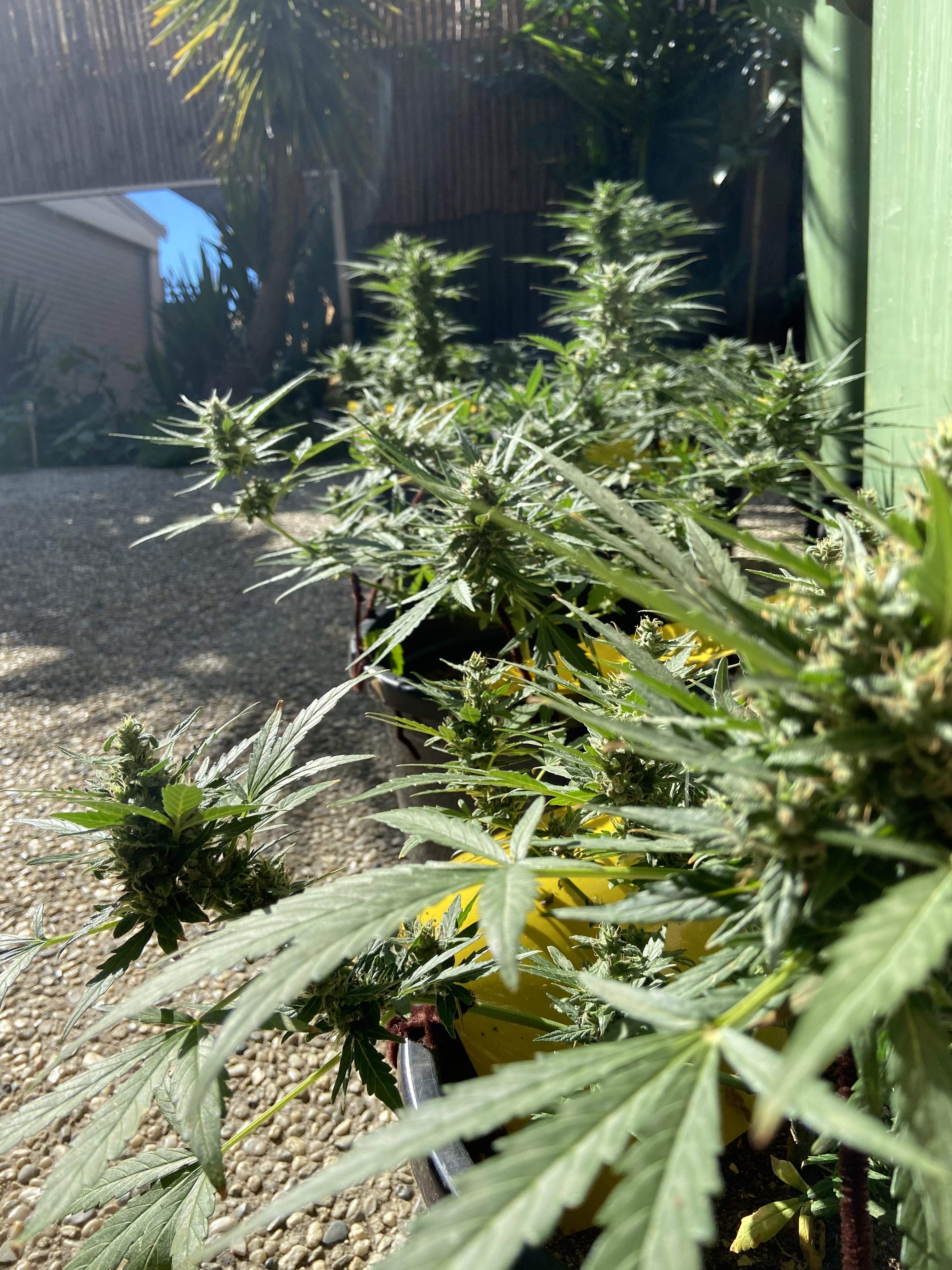 Weedseedsexpress Big White Widow autoflower seeds, Weedseedsexpress