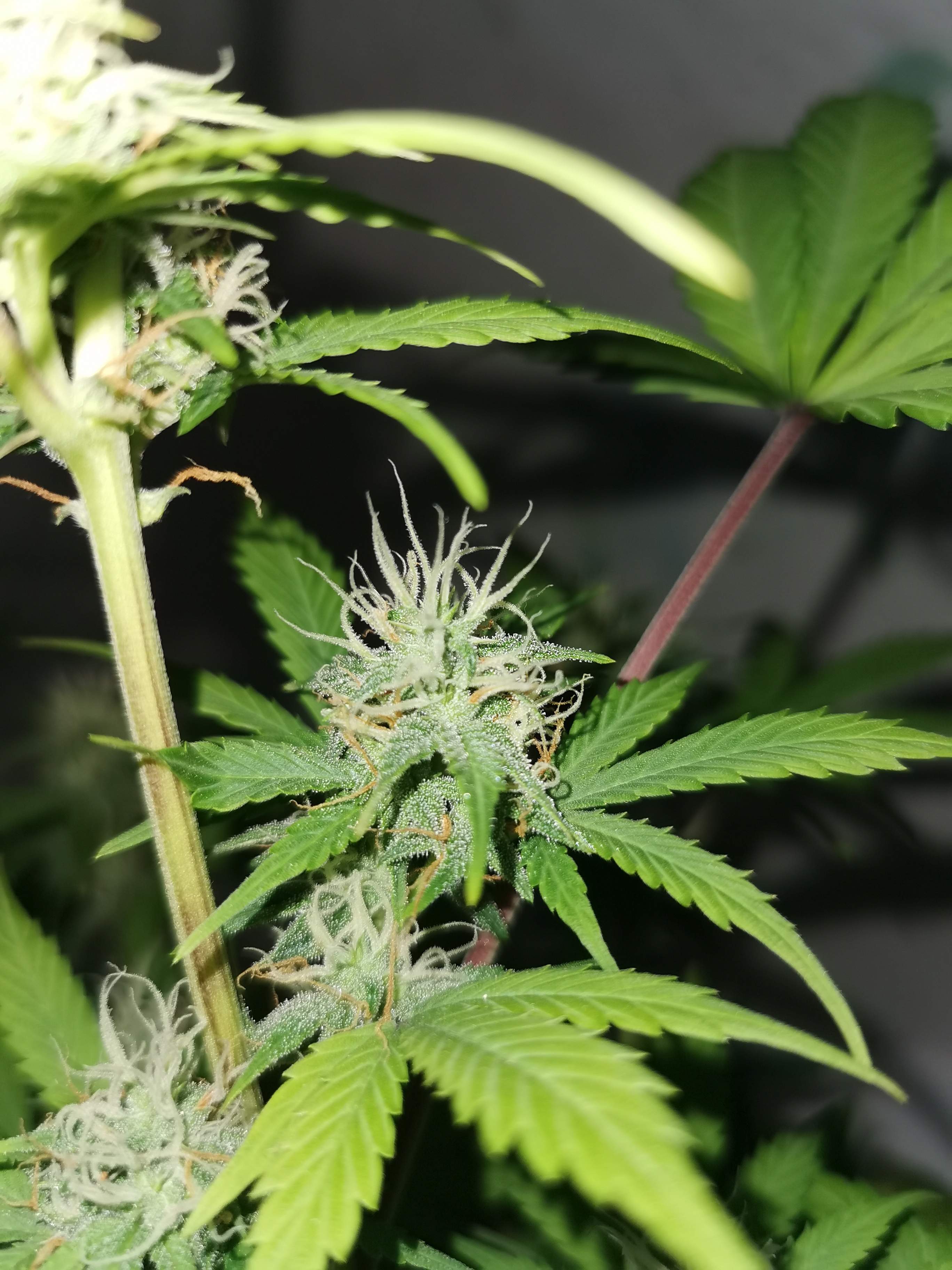 Dutch Passion Auto Banana Blaze, Tastebudz Mimosa Auto grow