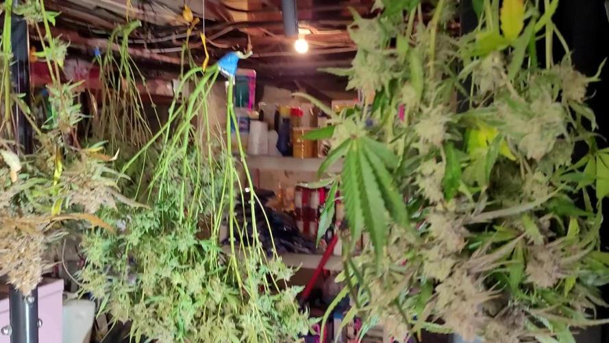 Atlas Grease Gun Auto in Home Made DWC