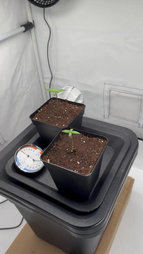 2x Sensi Seeds Northern Lights 5 x Haze