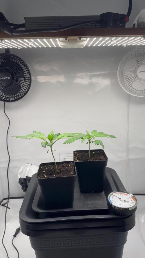 2x Sensi Seeds Northern Lights 5 x Haze