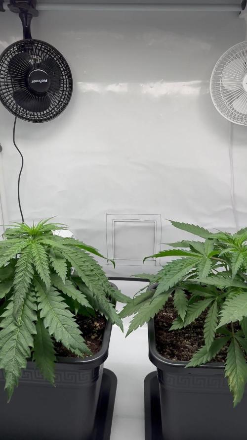 2x Sensi Seeds Northern Lights 5 x Haze