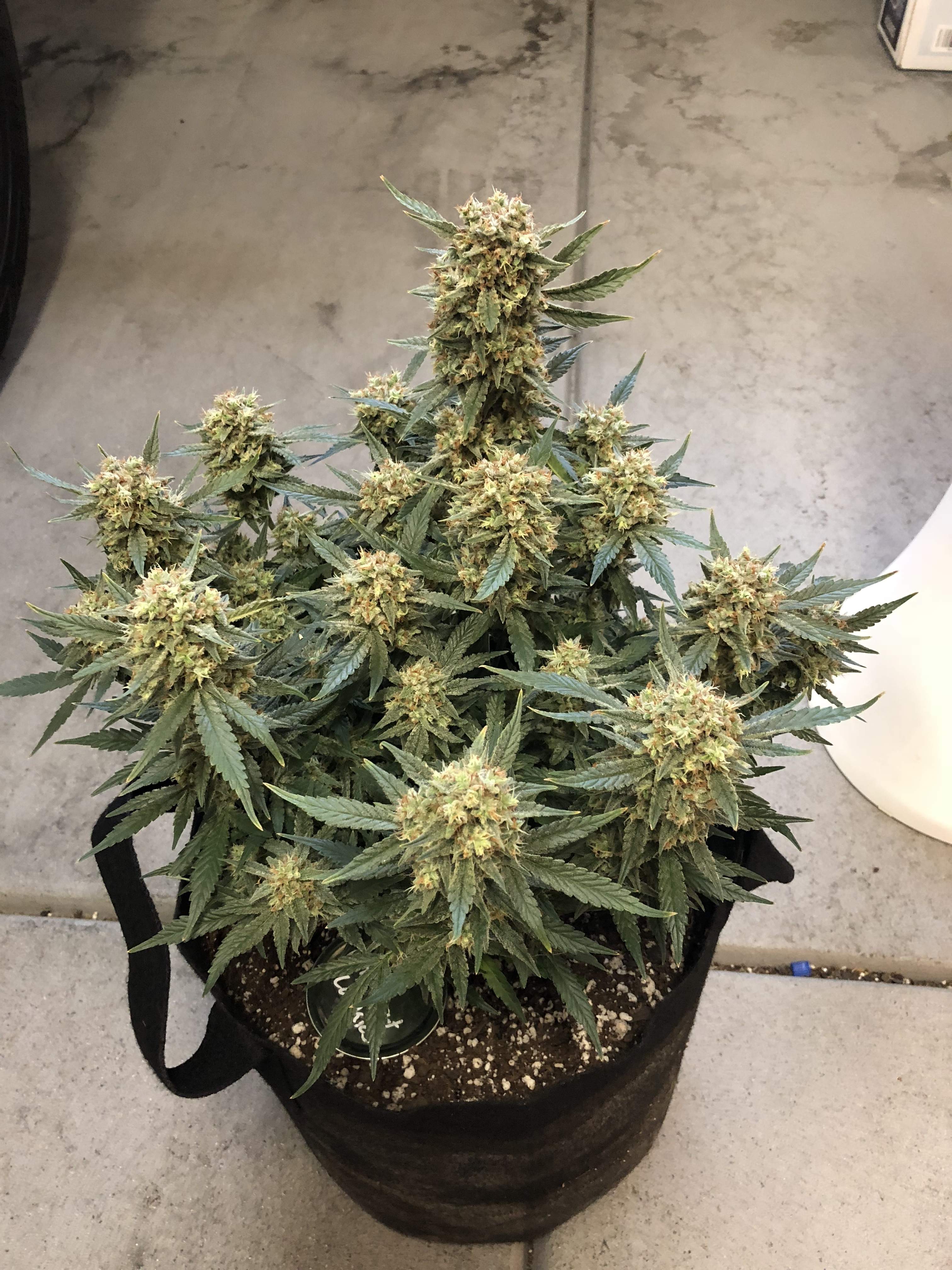 Fast Buds Girl Scout Cookies Auto grow diary (journal) week11 by