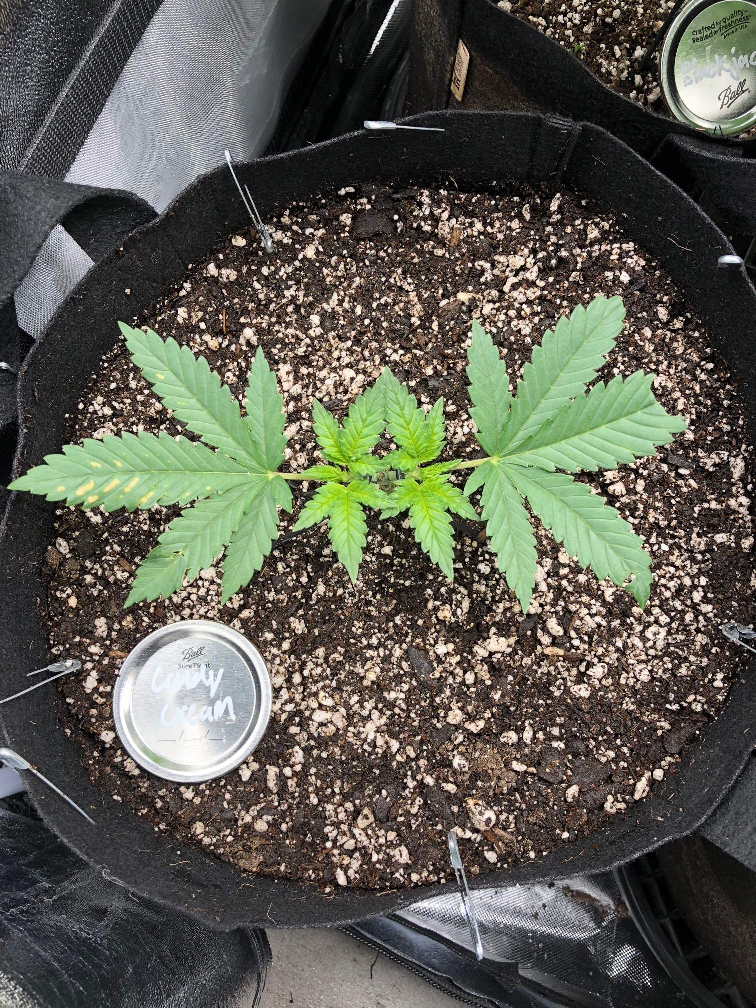 Seedsman Candy Cream grow diary (journal) week3 by TreeTent310