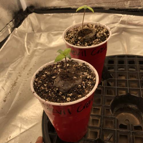 Devil’s Lettuce! Sweet Seeds Devil Cream. Week 1 - Devil Cream 2 : Day 1