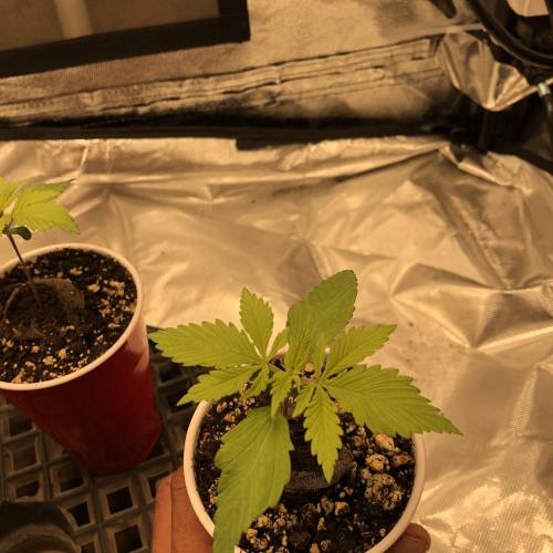 Devil’s Lettuce! Sweet Seeds Devil Cream. Week 1 - Devil Cream 2 : Day 7