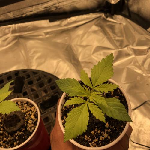 Devil’s Lettuce! Sweet Seeds Devil Cream. Week 1 - Devil Cream 1 : Day 7