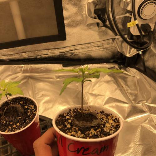 Devil’s Lettuce! Sweet Seeds Devil Cream. Week 1 - Side view