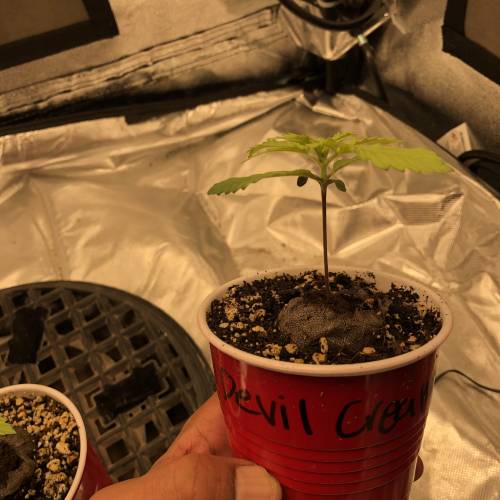 Devil’s Lettuce! Sweet Seeds Devil Cream. Week 1 - Side view