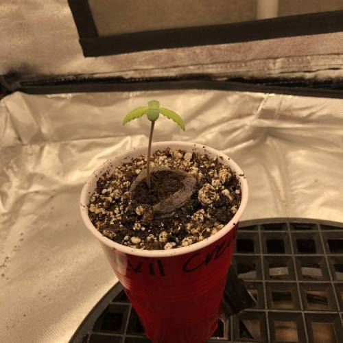 Devil’s Lettuce! Sweet Seeds Devil Cream. Week 1 - Devil Cream 1 : Day 1