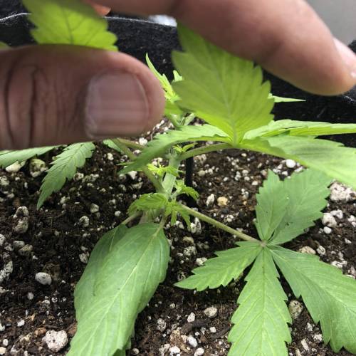 Devil’s Lettuce! Sweet Seeds Devil Cream. Week 2 - Growth tips starting to grow a tiny bit...