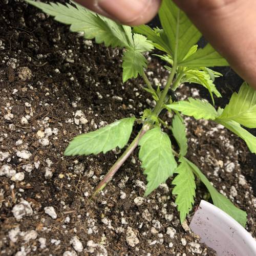 Devil’s Lettuce! Sweet Seeds Devil Cream. Week 2 - Inside view at growth tips and binding