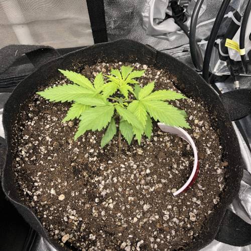 Devil’s Lettuce! Sweet Seeds Devil Cream. Week 2 - Devil Cream 2 : Day 14 transplanted and bent over