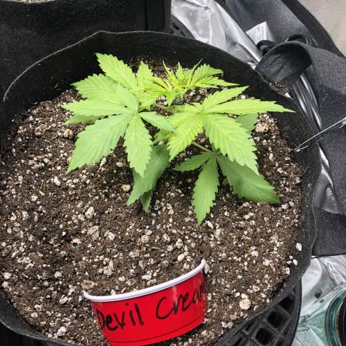 Devil’s Lettuce! Sweet Seeds Devil Cream. Week 2 - Devil Cream 1 : Day 14 transplanted and bent over