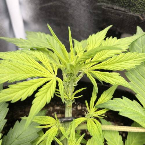 Devil’s Lettuce! Sweet Seeds Devil Cream. Week 3