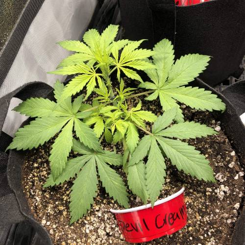 Devil’s Lettuce! Sweet Seeds Devil Cream. Week 3 - Devil Cream 1 : Day 18