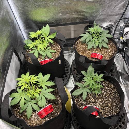 Devil’s Lettuce! Sweet Seeds Devil Cream. Week 3 - Yellowish girls on the left are the Devil Cream 